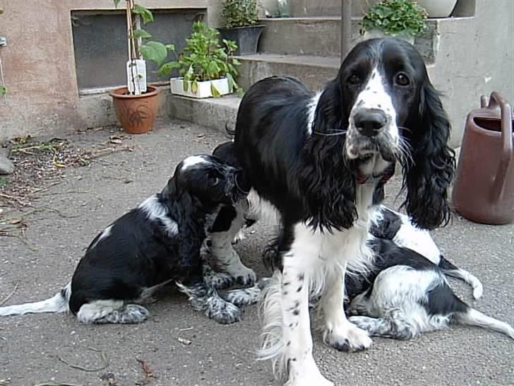 Cocker spaniel Molly billede 3