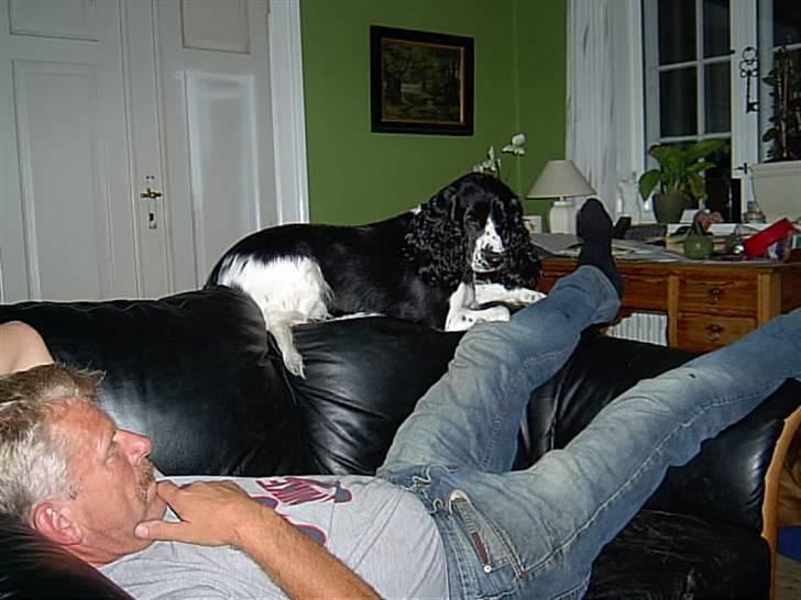 Cocker spaniel Molly billede 4