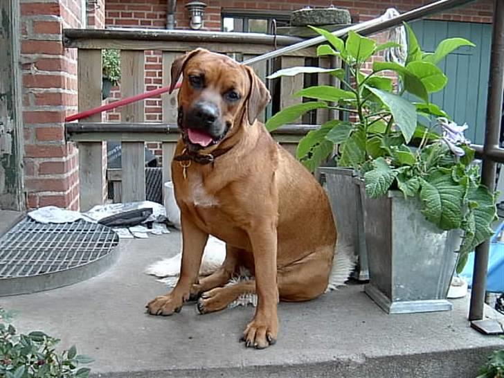 Blanding af racer FUTTE billede 1