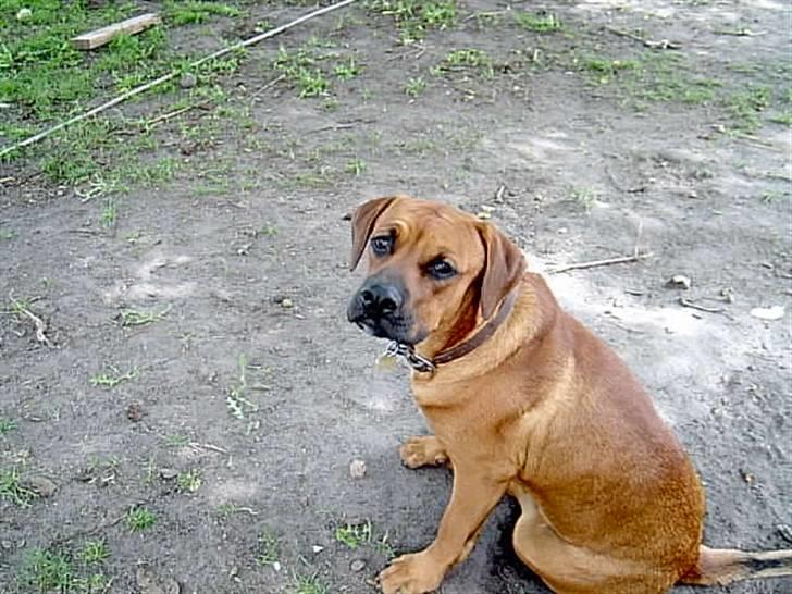 Blanding af racer FUTTE billede 2