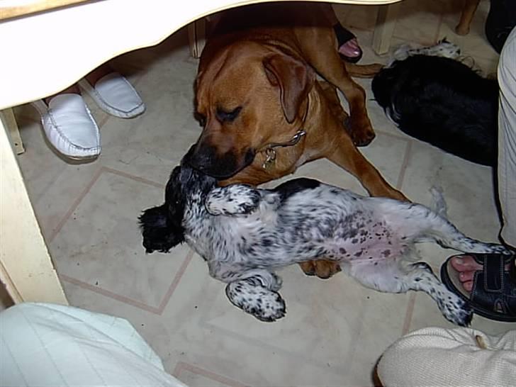 Blanding af racer FUTTE billede 3