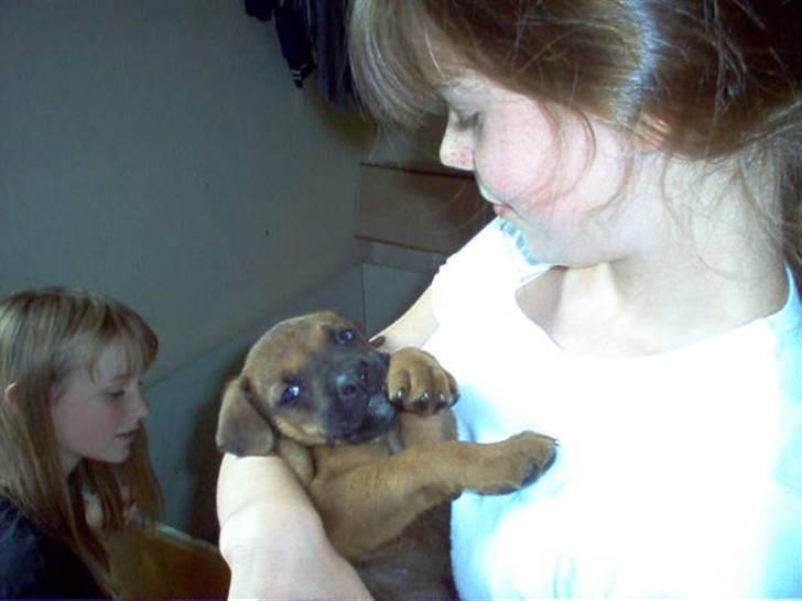 Blanding af racer FUTTE - Futte ca. 6 uger billede 4