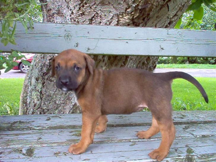 Blanding af racer FUTTE billede 5