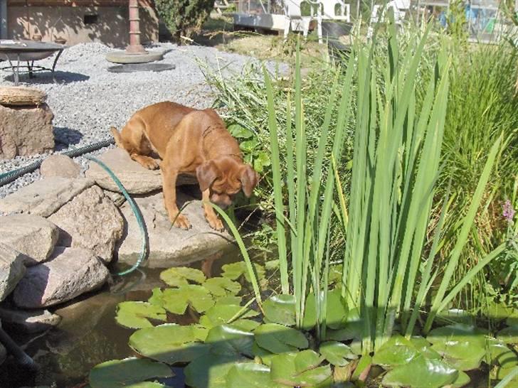 Blanding af racer FUTTE billede 6