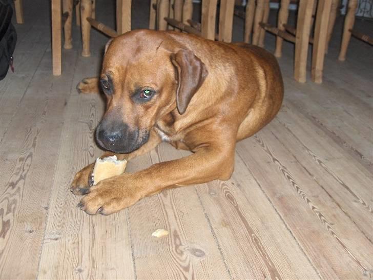 Blanding af racer FUTTE billede 7