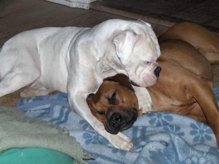 Blanding af racer FUTTE - Dejligt at putte sammen billede 8