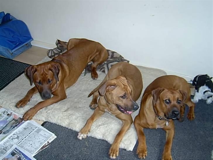 Blanding af racer FUTTE - 3 meget forskellige søskende. Futte yderst til højre. billede 9