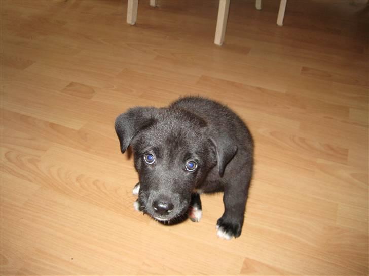 Blanding af racer Kandi billede 1