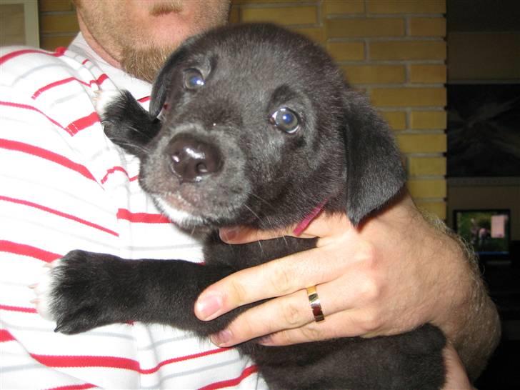 Blanding af racer Kandi billede 2