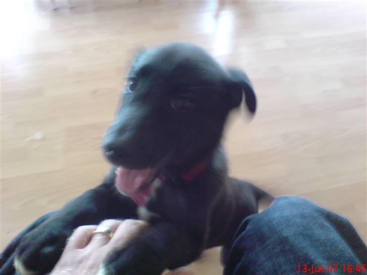 Blanding af racer Kandi billede 3