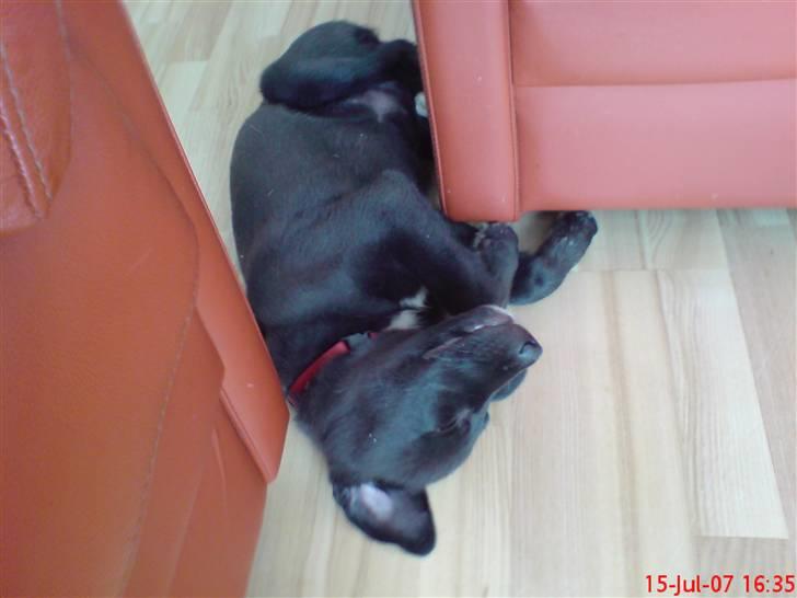 Blanding af racer Kandi billede 4