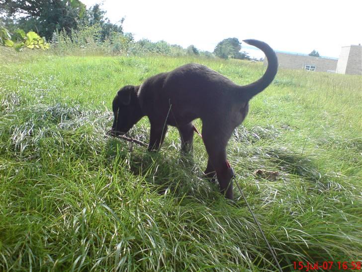 Blanding af racer Kandi billede 5