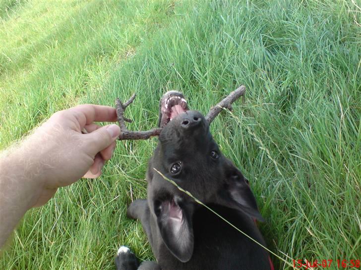 Blanding af racer Kandi billede 6