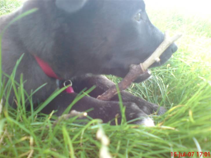 Blanding af racer Kandi billede 7