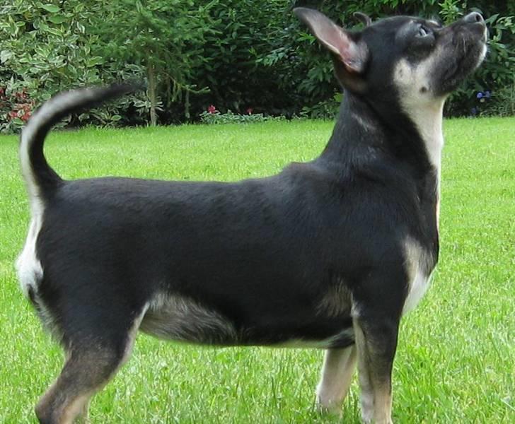 Chihuahua Dolly billede 1