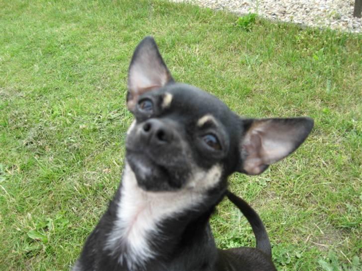 Chihuahua Dolly billede 2