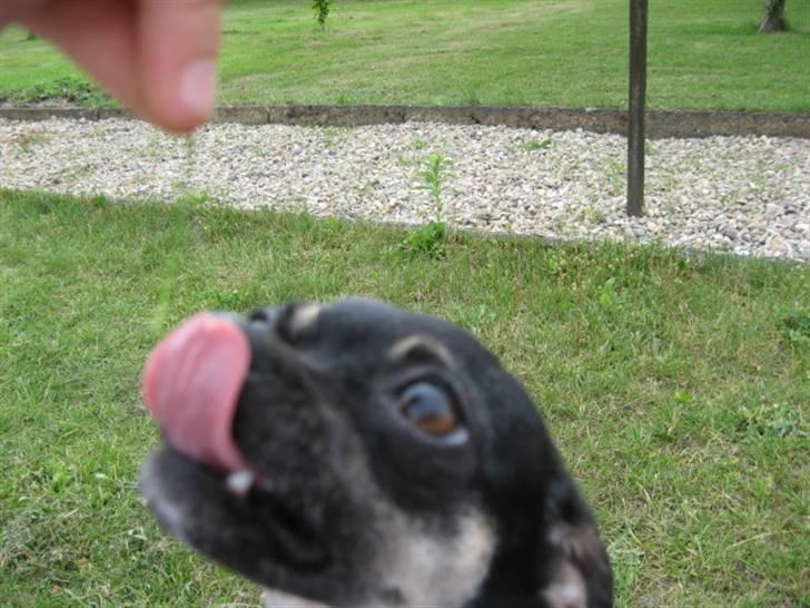 Chihuahua Dolly billede 3