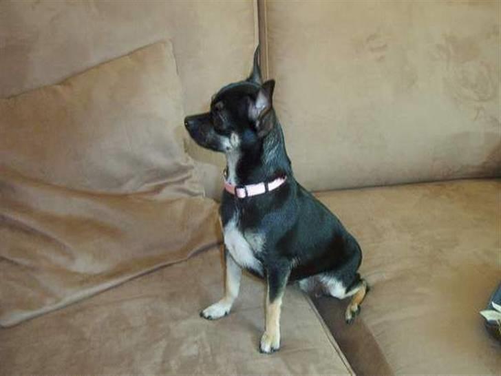Chihuahua Dolly billede 4