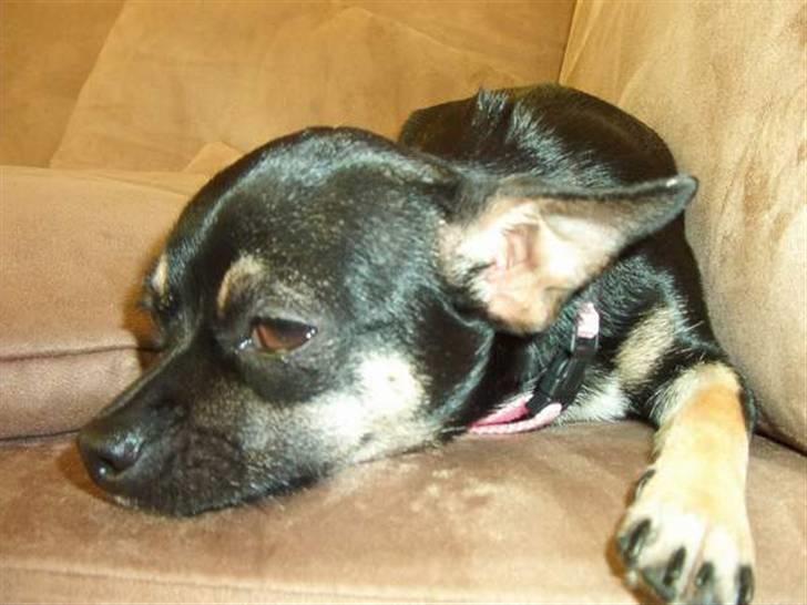 Chihuahua Dolly billede 5