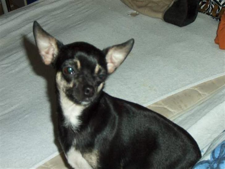 Chihuahua Dolly billede 6