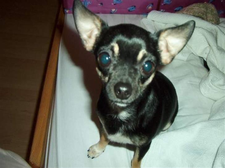 Chihuahua Dolly billede 7