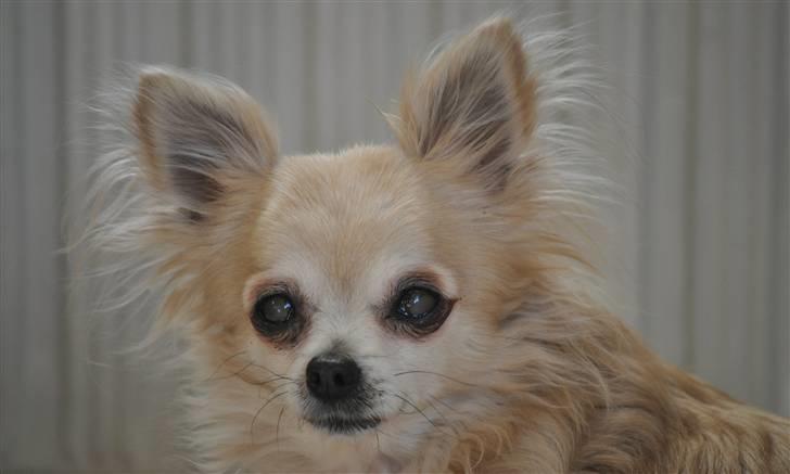 Chihuahua Sandra billede 1