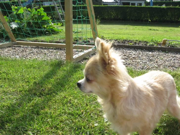 Chihuahua Sandra billede 2