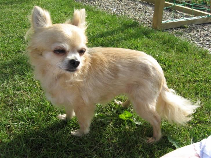 Chihuahua Sandra billede 3