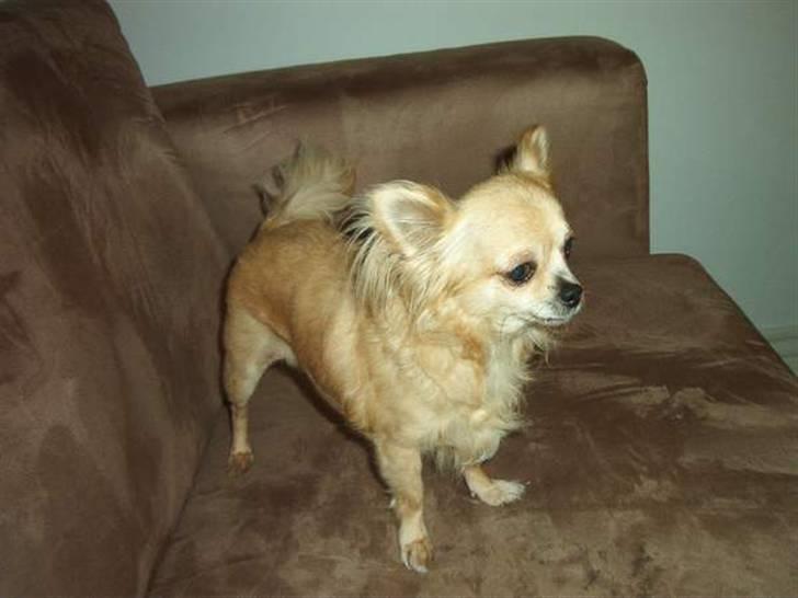 Chihuahua Sandra billede 4