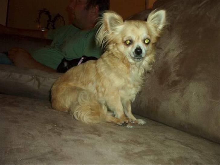 Chihuahua Sandra billede 5