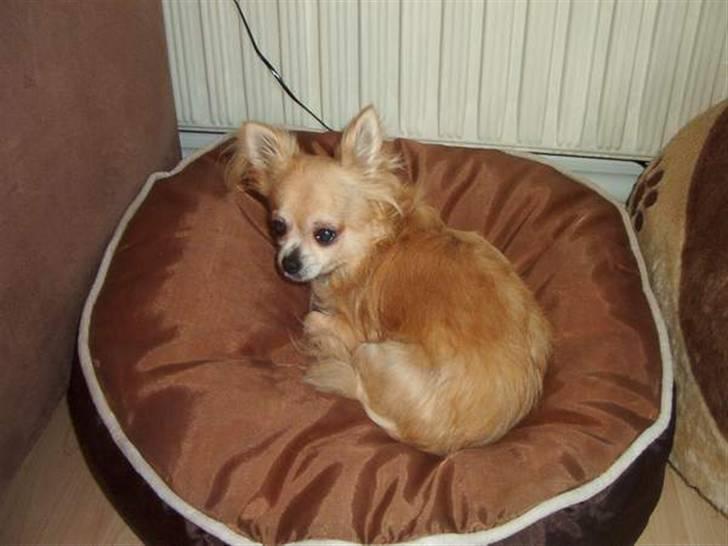 Chihuahua Sandra billede 6