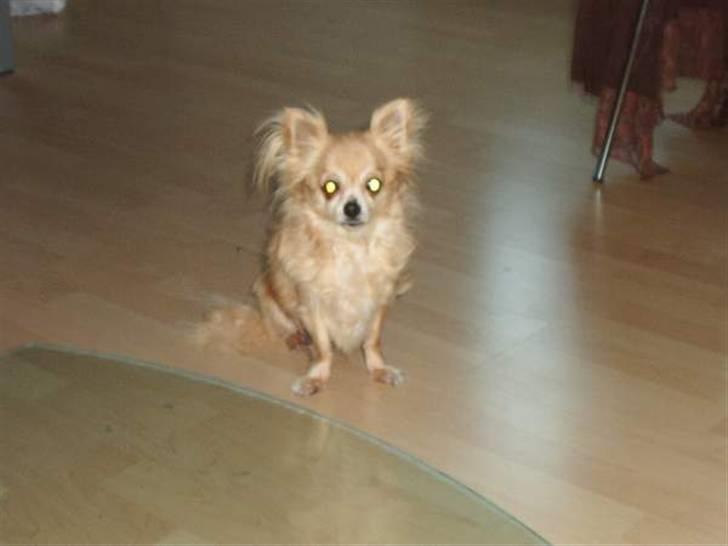 Chihuahua Sandra billede 7