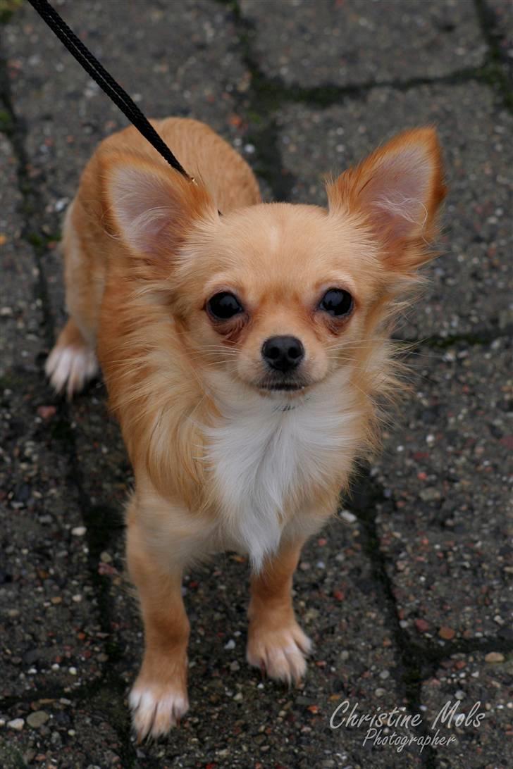 Chihuahua Emina billede 1