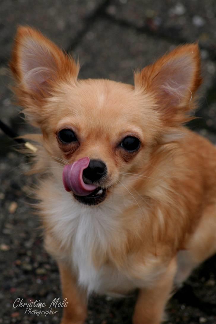 Chihuahua Emina billede 2