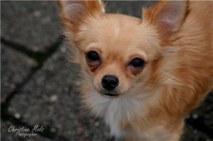 Chihuahua Emina billede 3