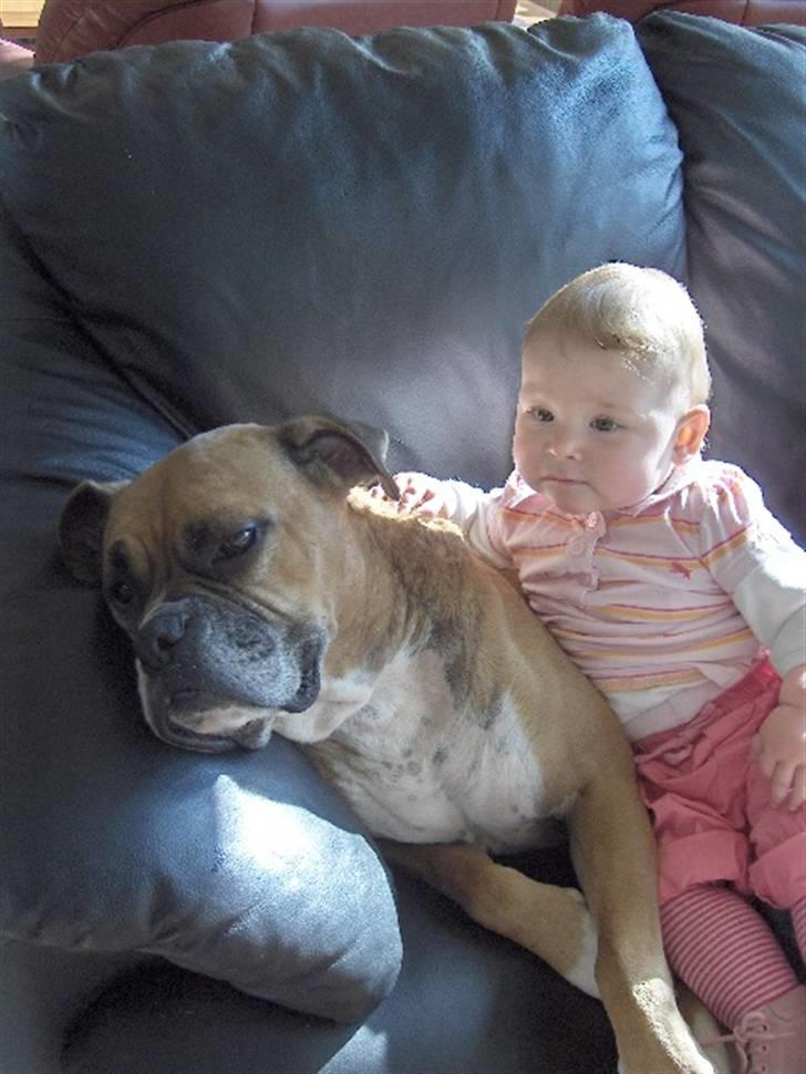 Boxer LUCAS - Lucas og Merle 1 år billede 1