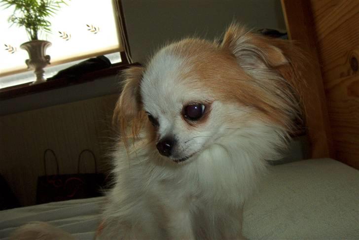 Chihuahua Brutos billede 3
