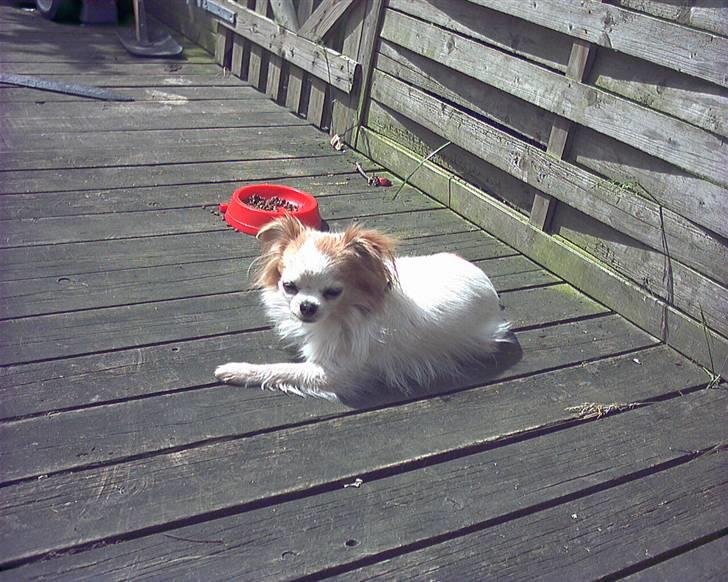 Chihuahua Brutos billede 4