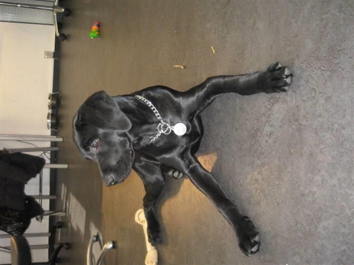 Labrador retriever Boris - De siger at lange stænger skulle være lækkert... vil det sige at jeg er lækker? billede 9
