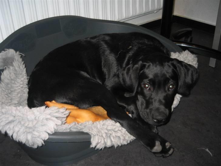 Labrador retriever Boris - Jeg elsker sofus´s hundekurv... jeg ved godt at den er for lille til mig... billede 10