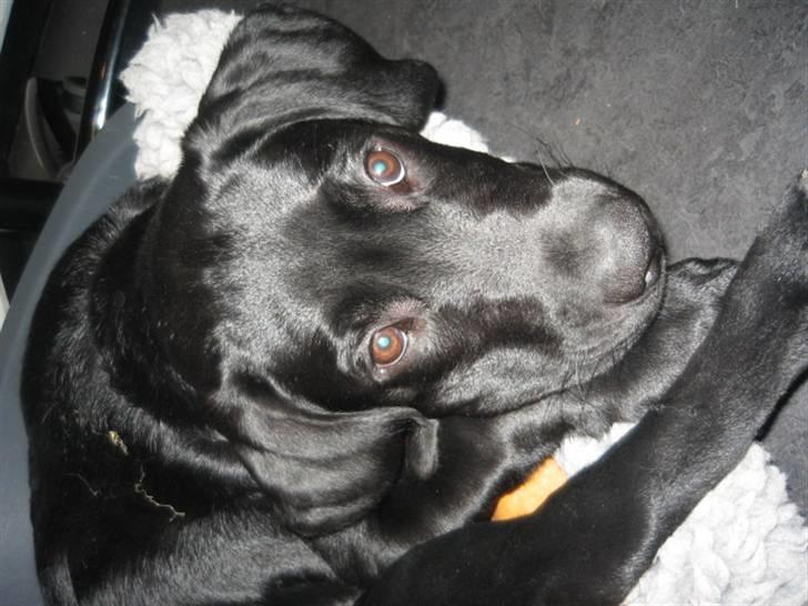 Labrador retriever Boris - Moar... hold nu op med at tage alle de billeder... billede 11