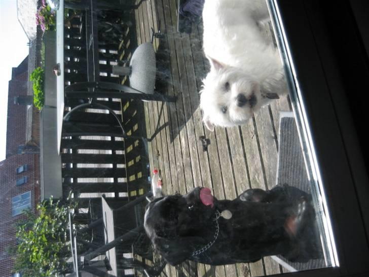 Labrador retriever Boris - Luk os lige ind..... vi vil ha mad... billede 12