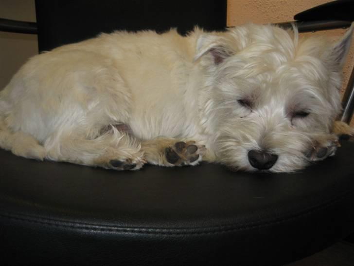 West highland white terrier airas sofus - "ZZZZZZZZZZZZZZZ" billede 9