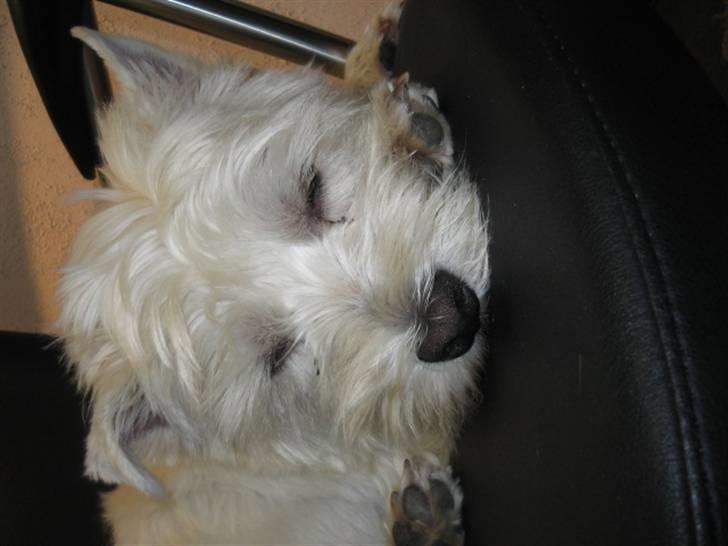 West highland white terrier airas sofus - HMMMMM Hun bliver ved... JEG SOVER... billede 10