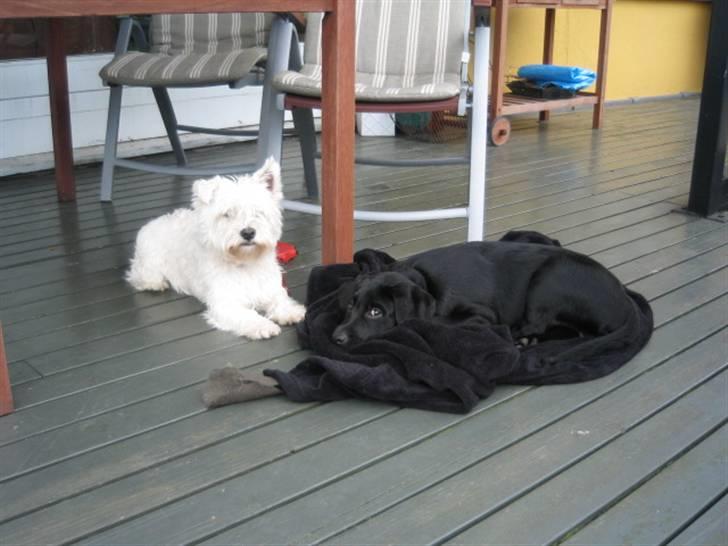 West highland white terrier airas sofus - Det er så min lillebror, og han kalder sig selv en jagthund.. det er jo mig der passer haven! billede 11