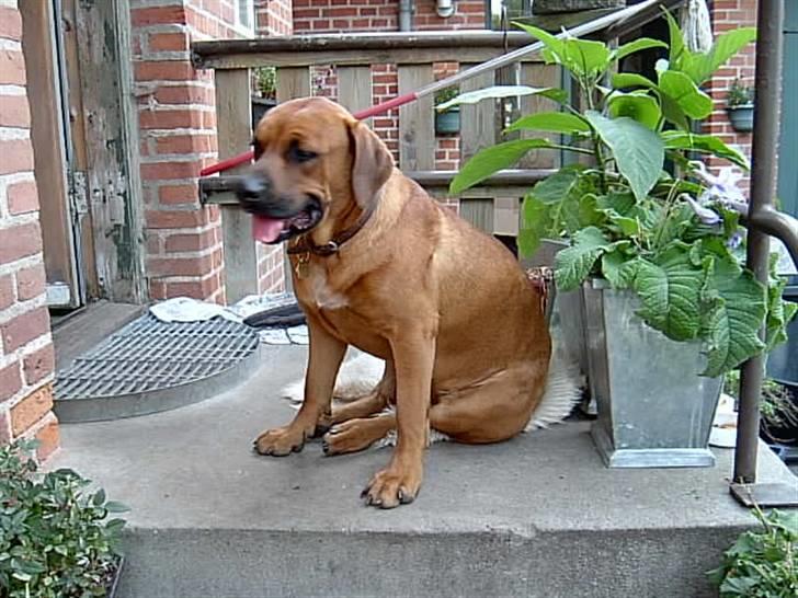 Blanding af racer FUTTE billede 10