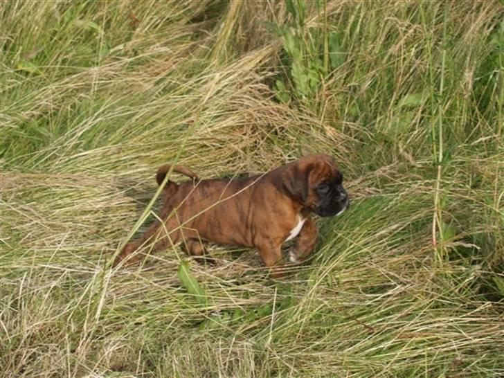 Blanding af racer Boxer/bl. ** Hummer - Der er vel en lille "jagthund" gemt i enhver, eller ???  billede 3