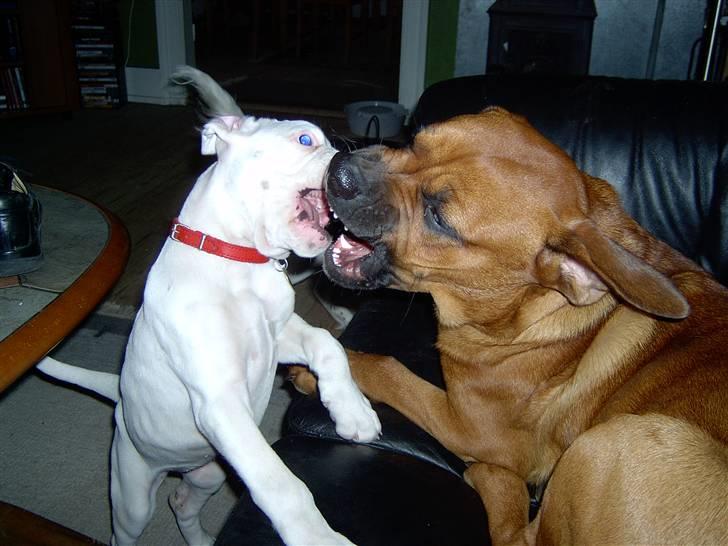 Blanding af racer FUTTE - Hvor hun dog irriterende ,- den lille ny...... billede 11