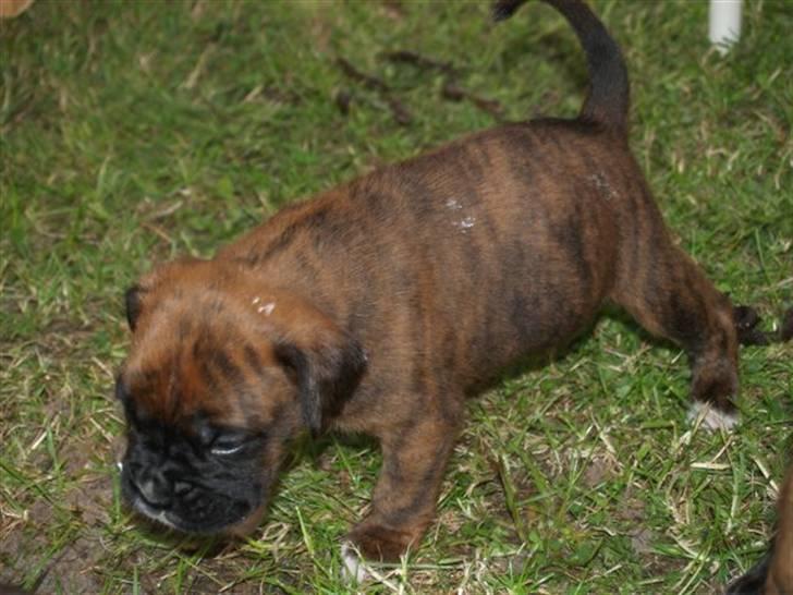 Blanding af racer Boxer/bl. ** Hummer - Verden skal jo undersøges grundigt, ikk´ billede 4