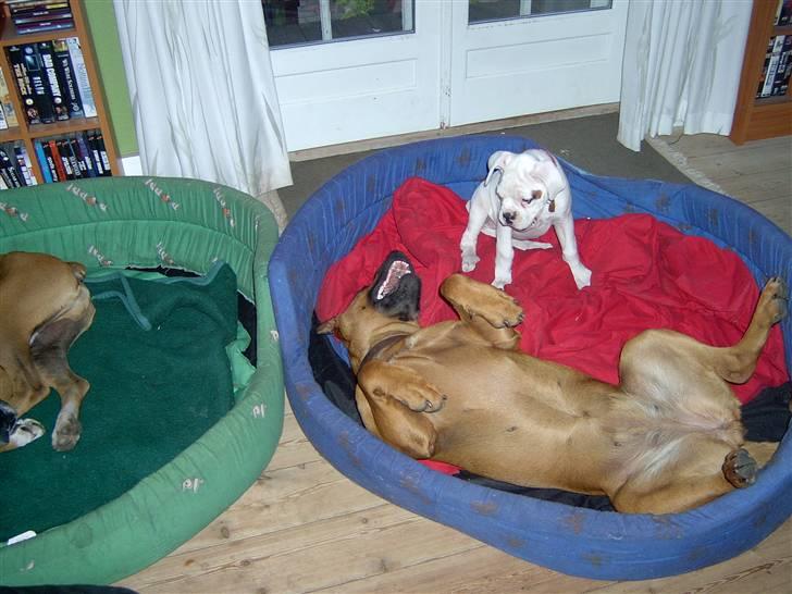 Blanding af racer FUTTE - okay,- jeg overgiver mig! billede 12